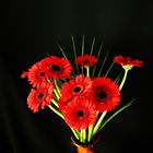 Gerbera