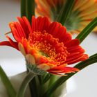 Gerbera