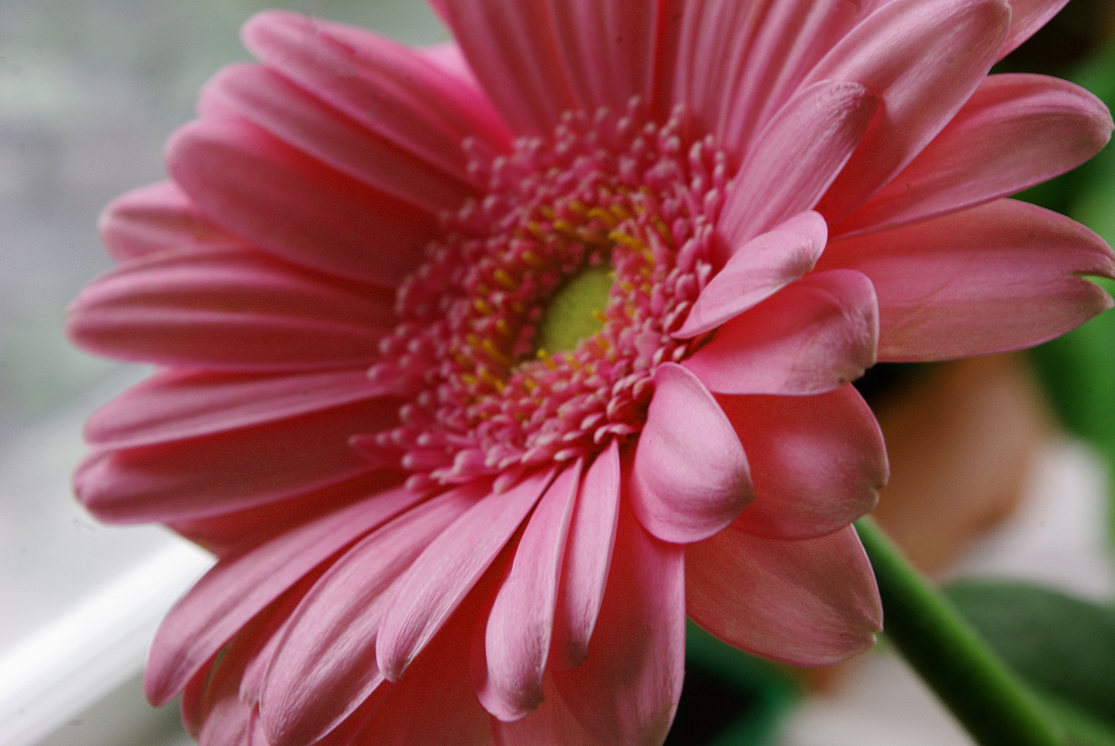 Gerbera