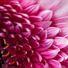 ~ Gerbera ~