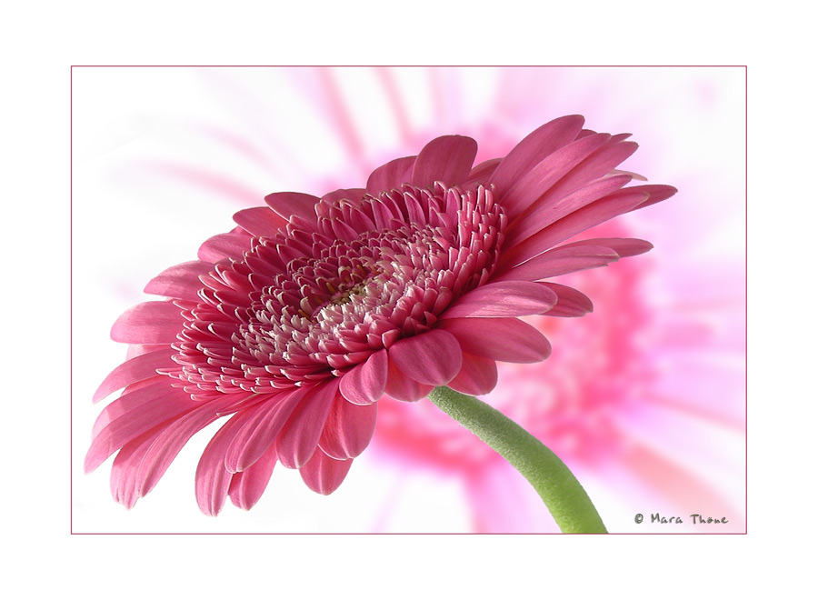 Gerbera