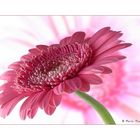 Gerbera