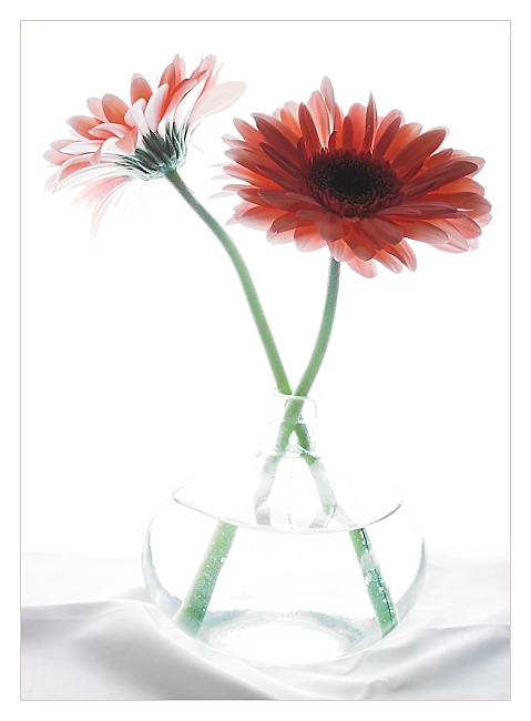 Gerbera