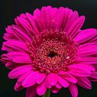 Gerbera