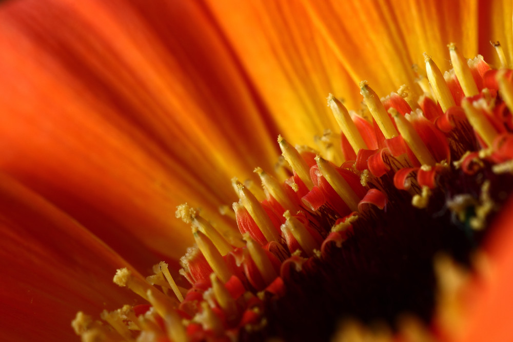 Gerbera