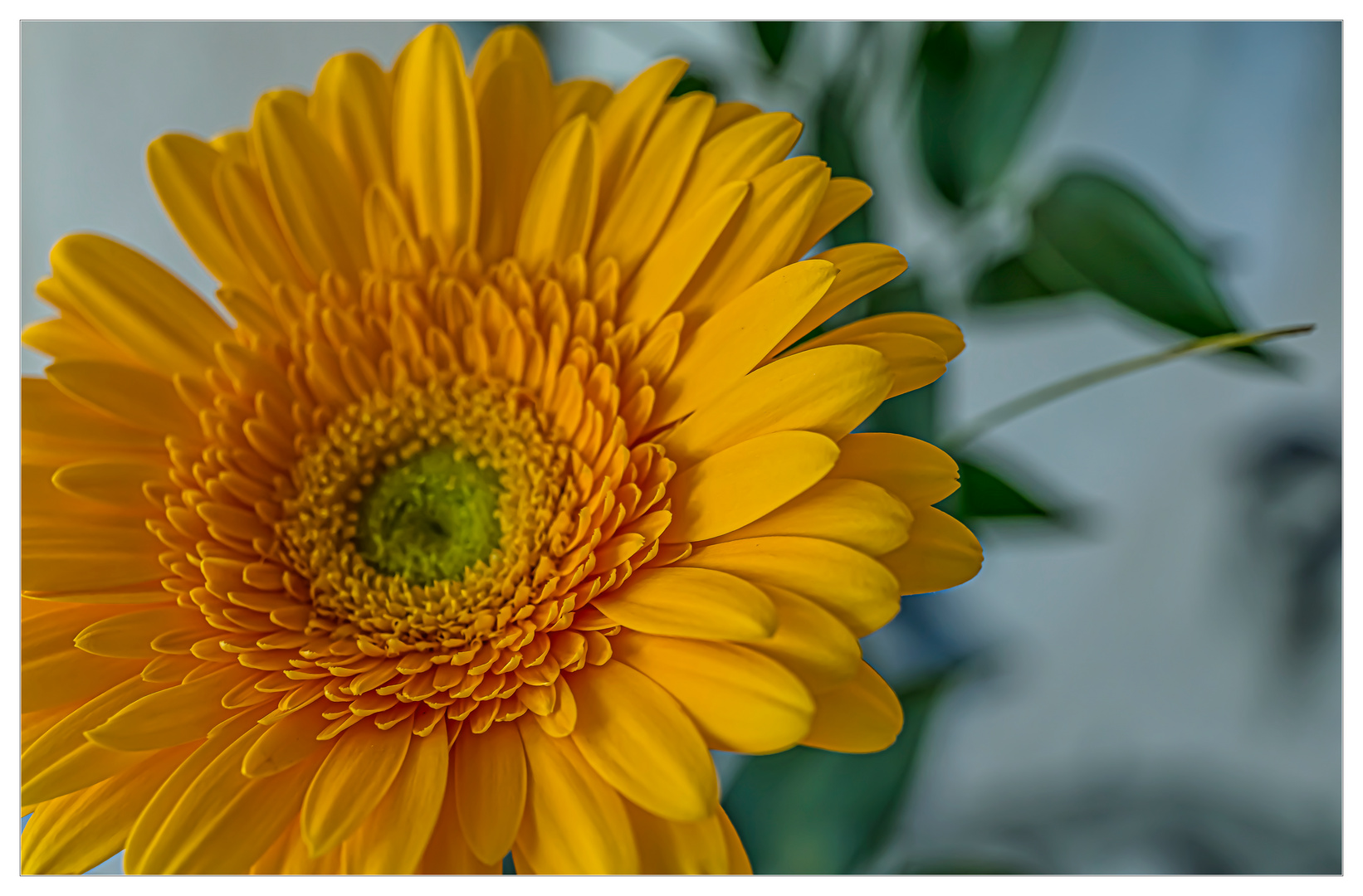 Gerbera