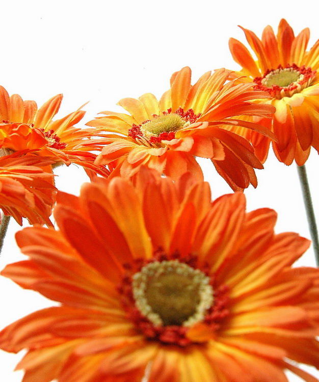 Gerbera