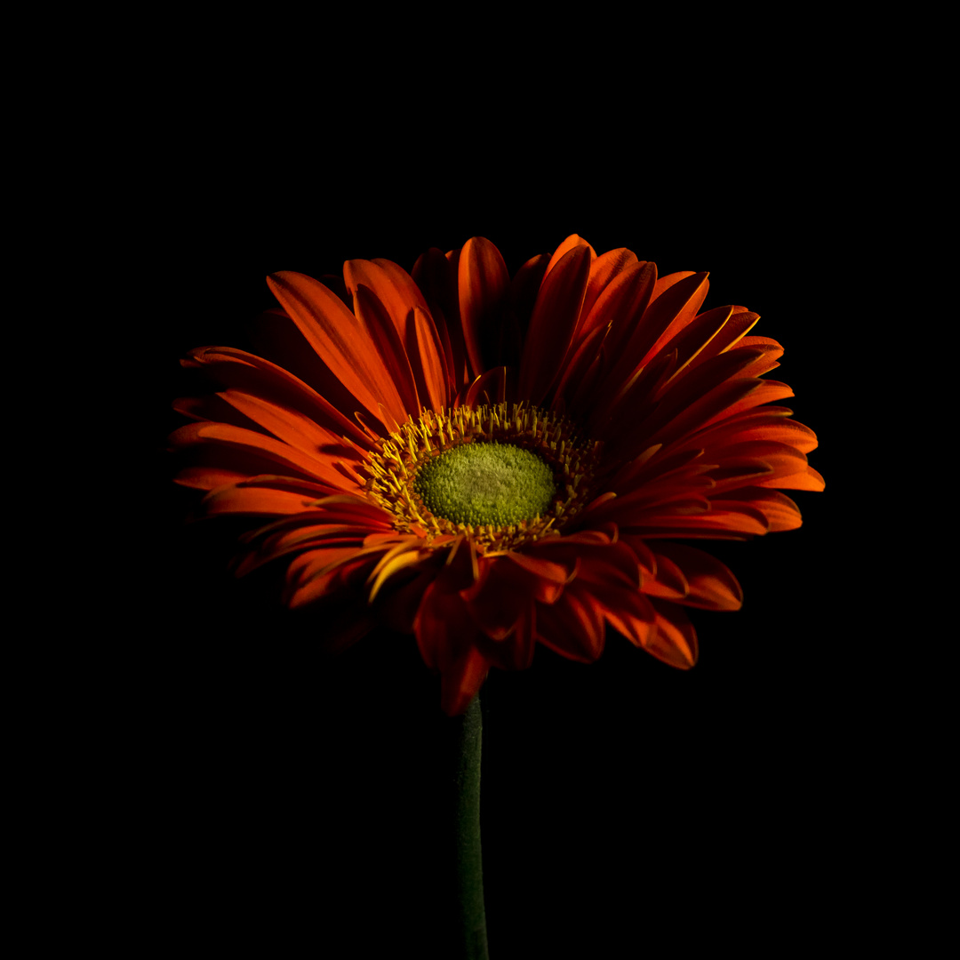 Gerbera