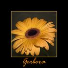 Gerbera