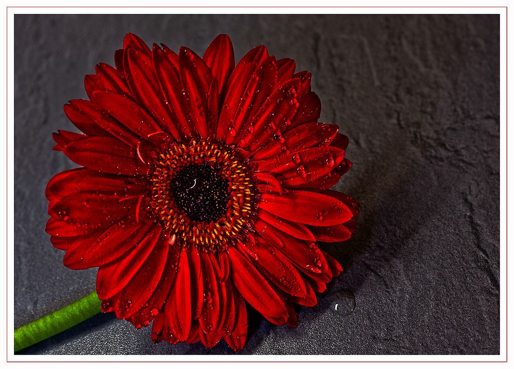 Gerbera