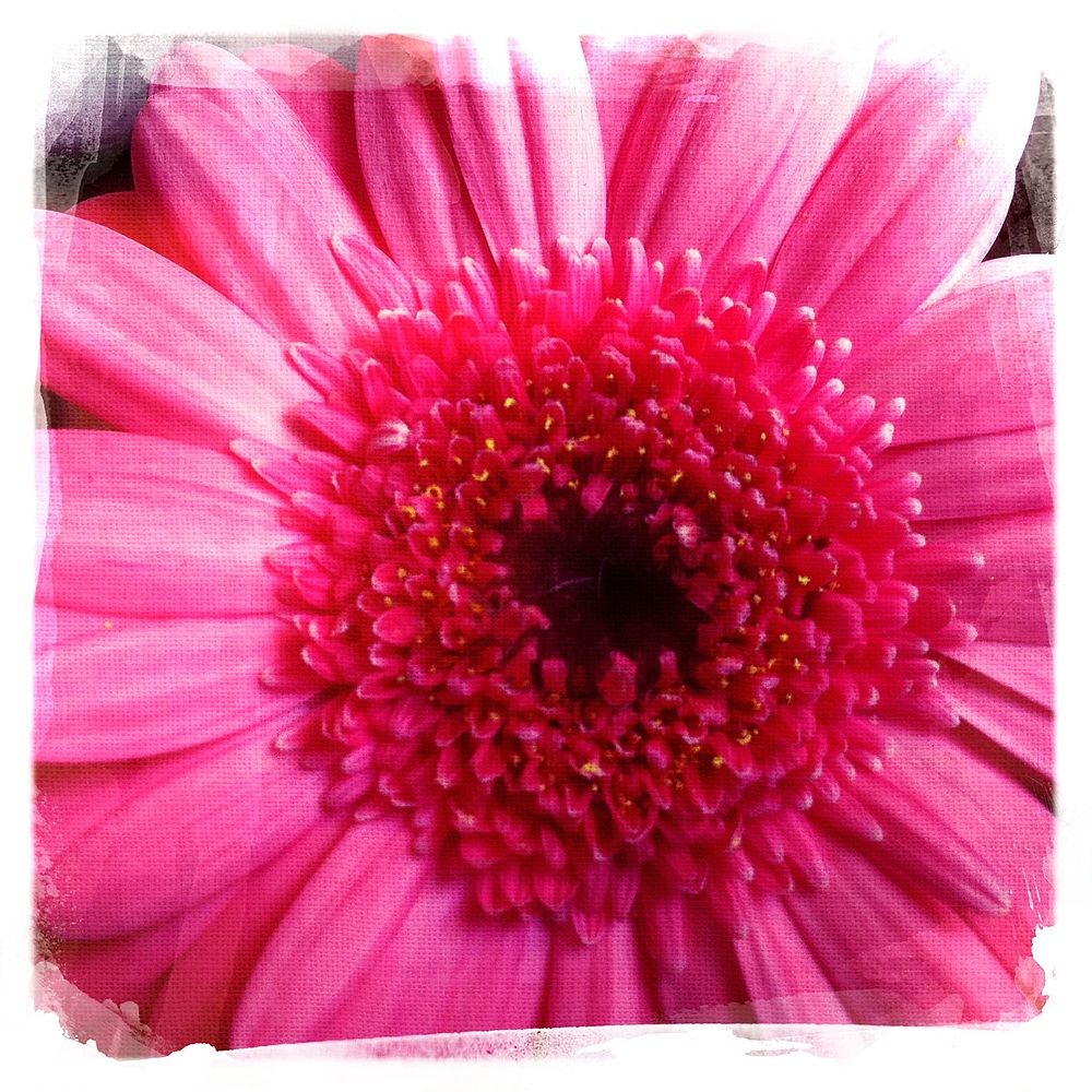 Gerbera