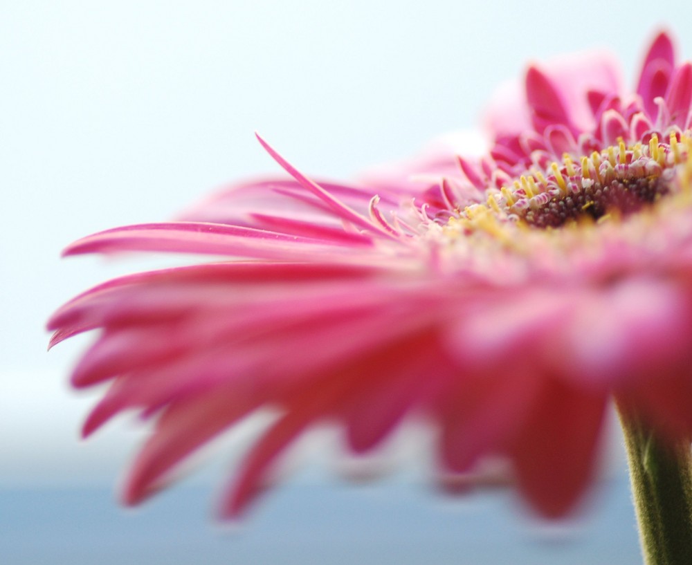 Gerbera