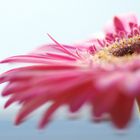 Gerbera