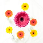 gerbera...