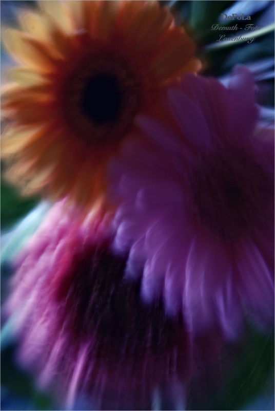 Gerbera /(/(/