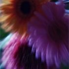 Gerbera /(/(/