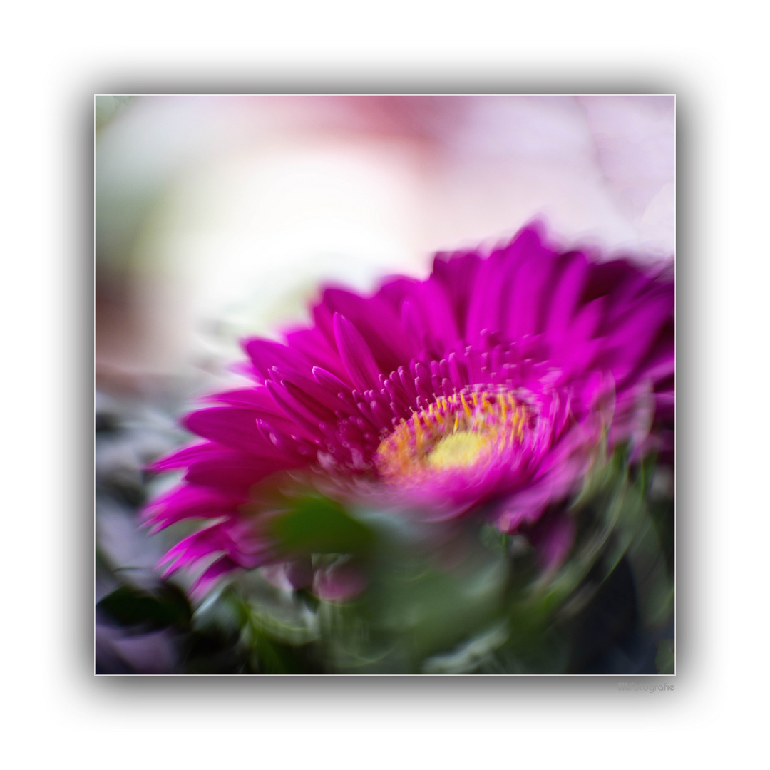 Gerbera...