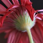 Gerbera