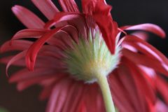 Gerbera