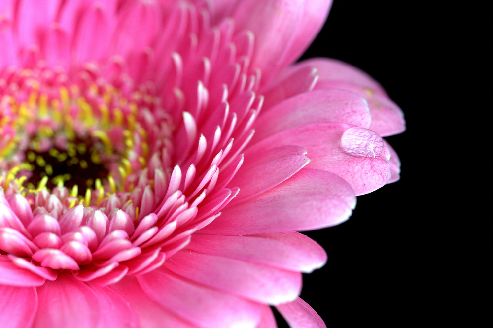 Gerbera