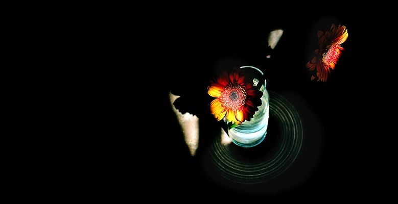 ... gerbera flowers in glass vase