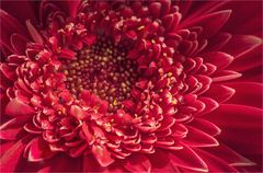 Gerbera /focus stacking