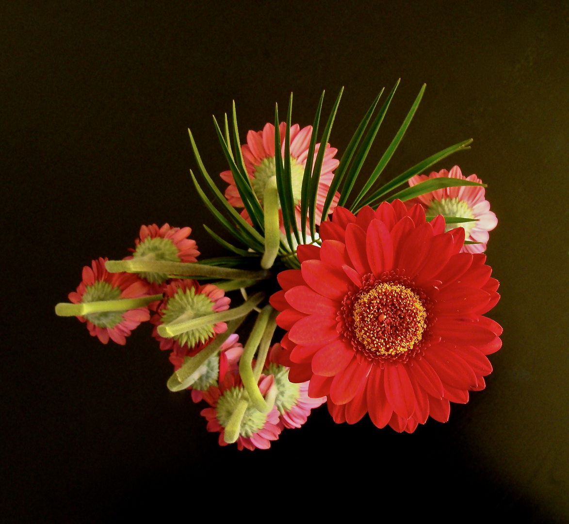 Gerbera fortis