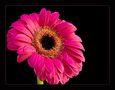 Gerbera fucsia von Marzia Autore 