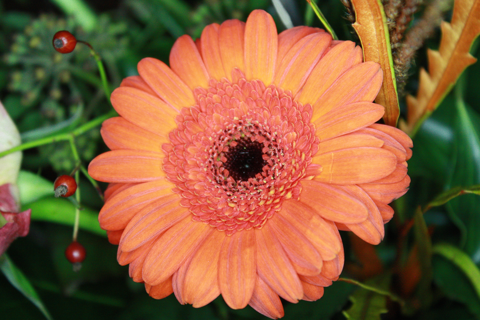 Gerbera ganz nah