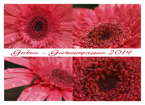 Gerbera - Gartenimpressionen 2014