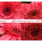 Gerbera - Gartenimpressionen 2014
