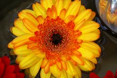 Gerbera gelb-orange