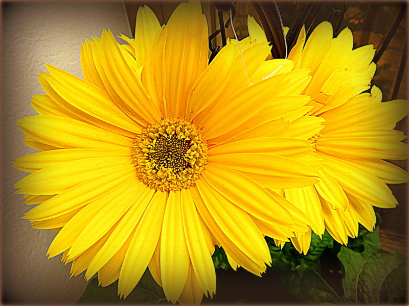 51+ Zimmerpflanzen Gelbe Blüten, Die am häufigsten gekauften