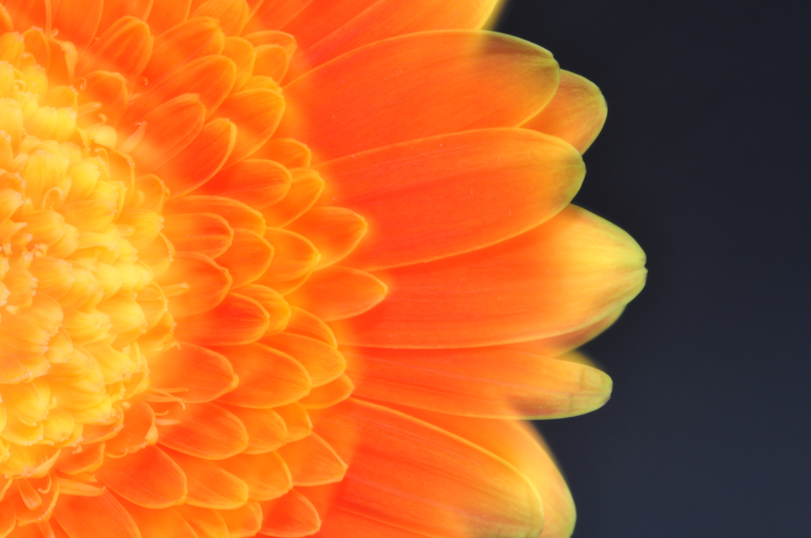 Gerbera gelb/orange