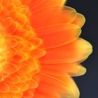 Gerbera gelb/orange