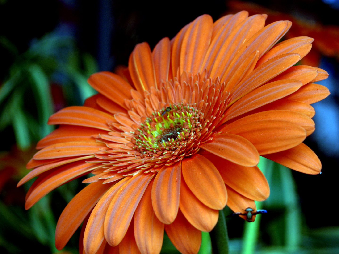 Gerbera (Gerbera jamesonii)