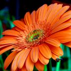 Gerbera (Gerbera jamesonii)