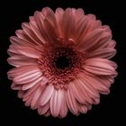 Gerbera (Gerbera jamesonii)