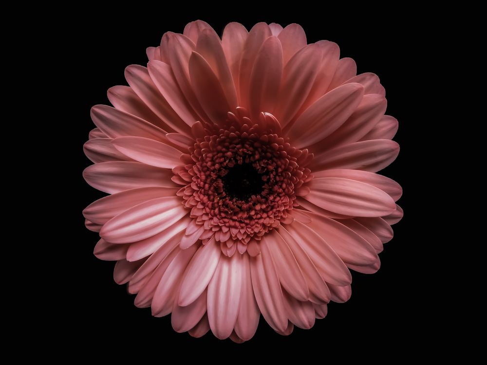 Gerbera (Gerbera jamesonii)