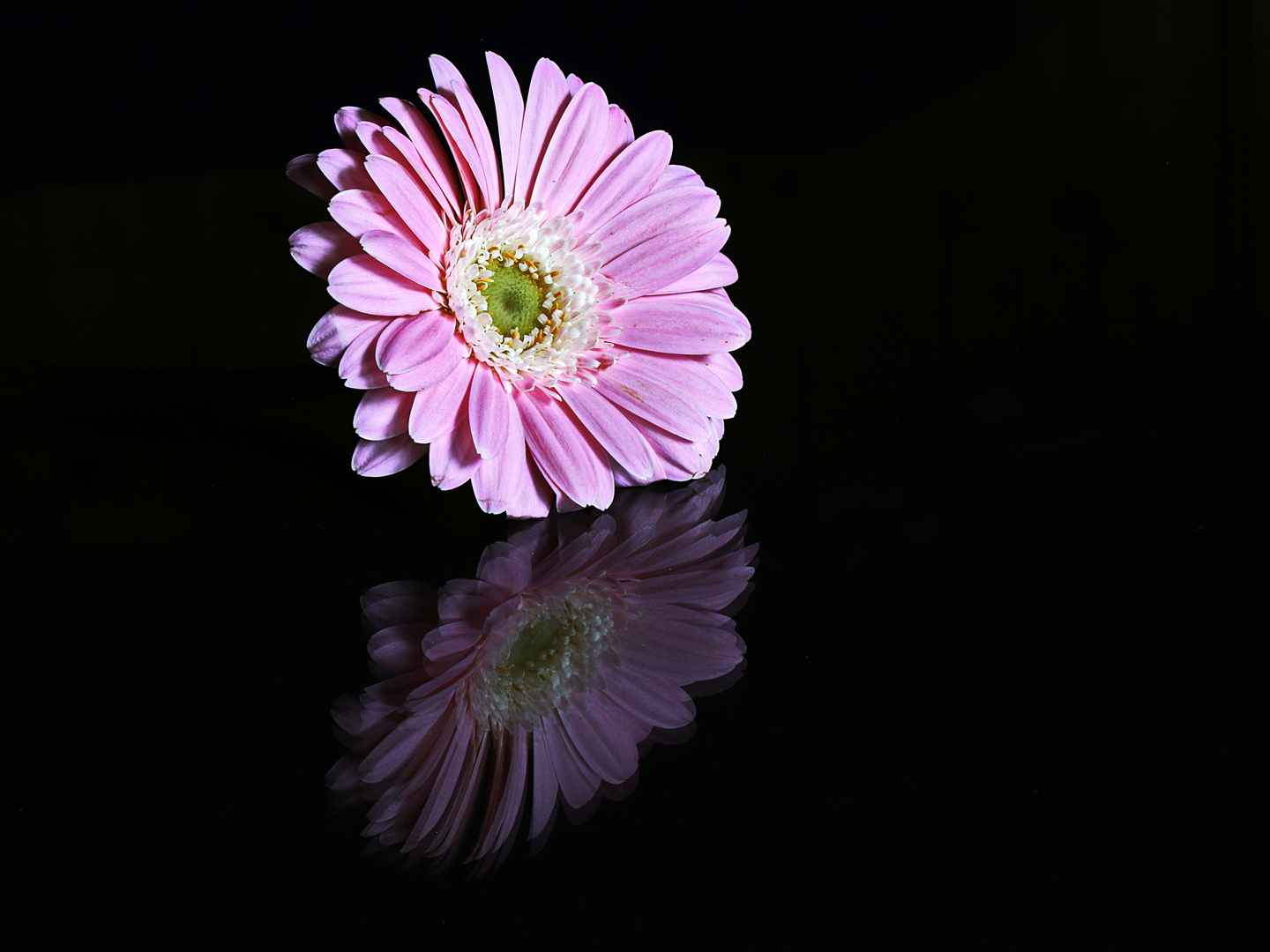  Gerbera, Gerbera spiegel dich