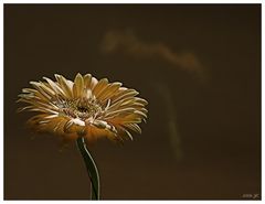 Gerbera gespiegelt