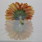 Gerbera gespiegelt