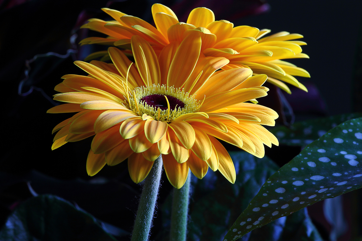 Gerbera gialla