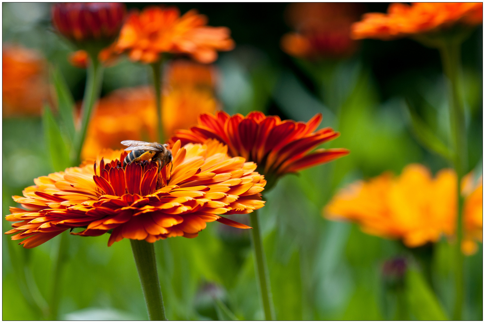 Gerbera hat Besuch