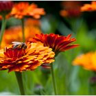 Gerbera hat Besuch