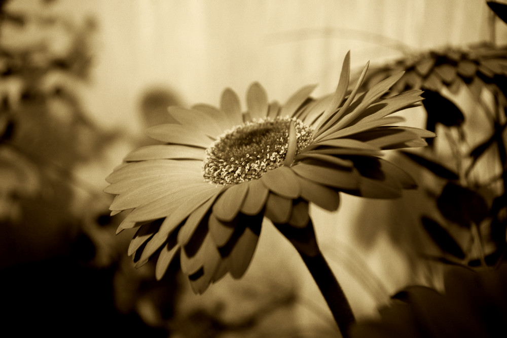 Gerbera Hybrid