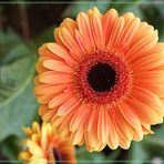 Gerbera Hybride 1