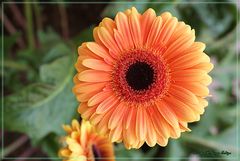 Gerbera Hybride 1