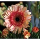 Gerbera (Hybride)...