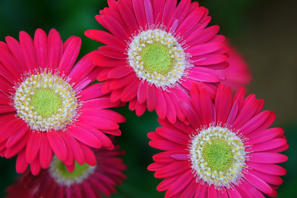 gerbera hybride 'Lisa'